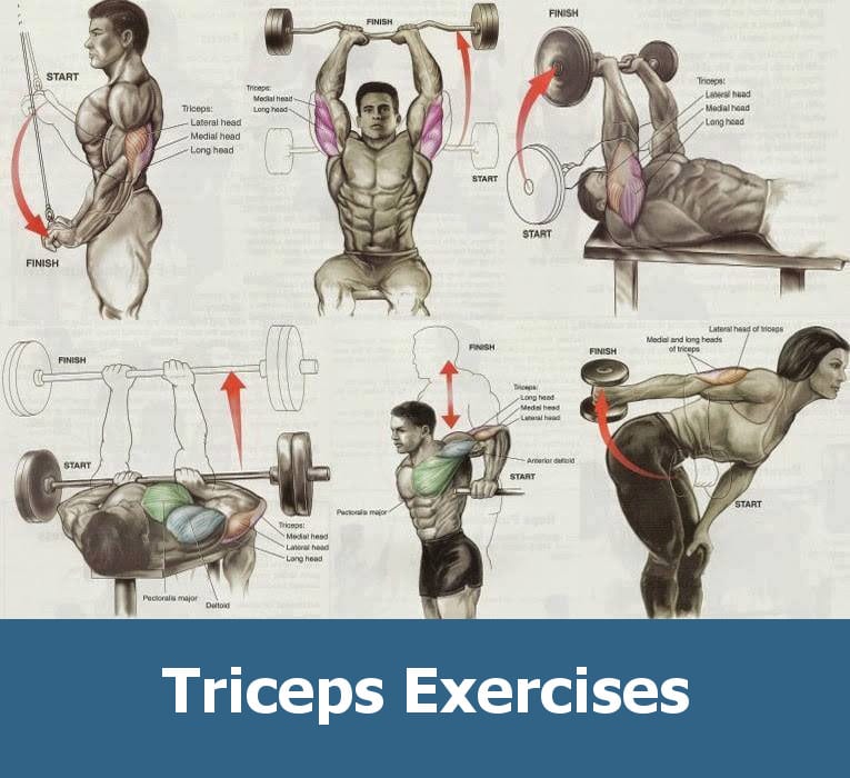  Triceps Workout Routine At Gym for Fat Body