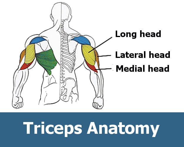 workout for triceps in gym