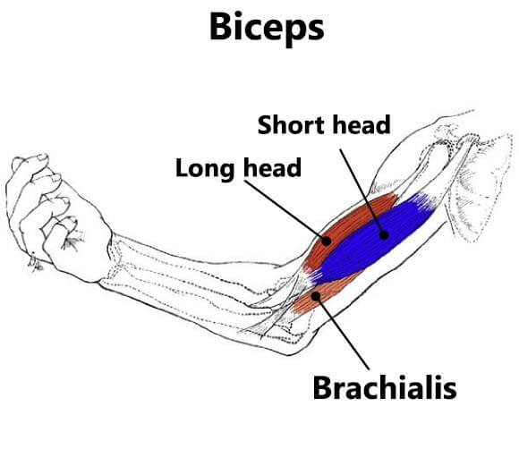 bicep long head and short head exercises