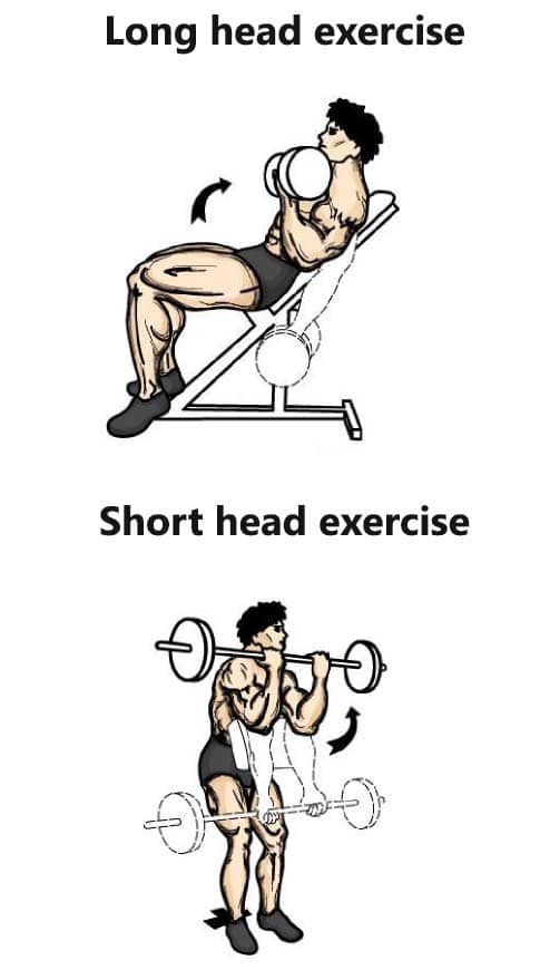 bicep long head and short head exercises