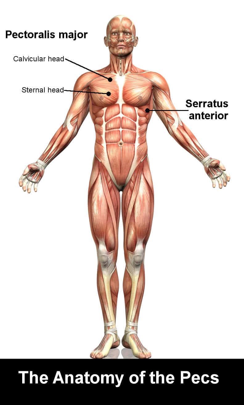 pecs anatomy