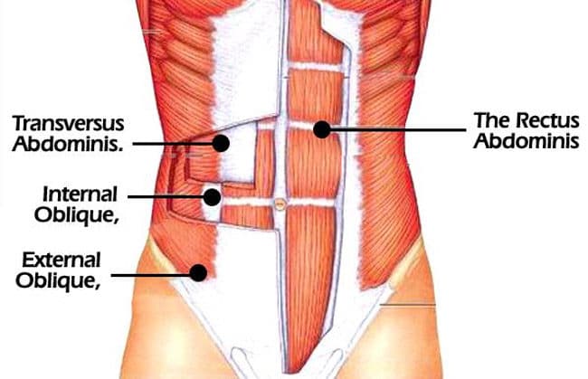 ab muscles