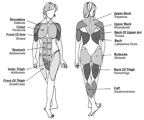 muscle groups