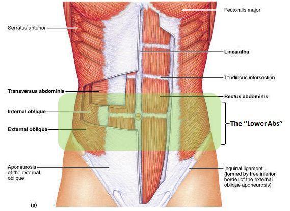 Lower Abs