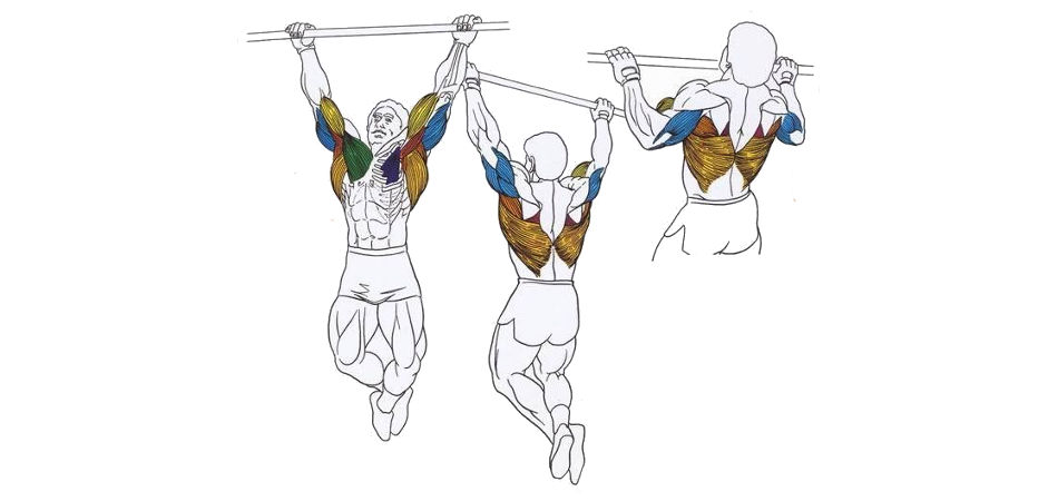 pull up variations