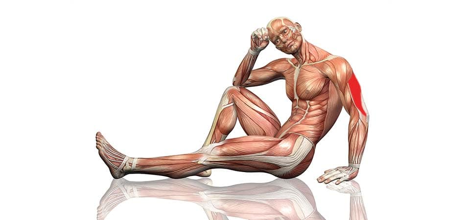 triceps lateral head exercise