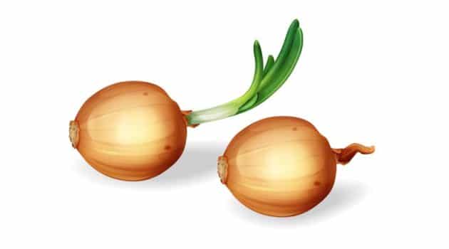 net carbs in onions